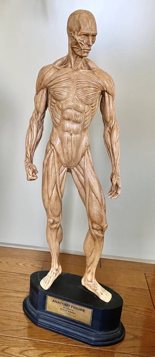 ANATOMY FIGURE アナトミー フィギュア 人体模型 彫刻 美術解剖学