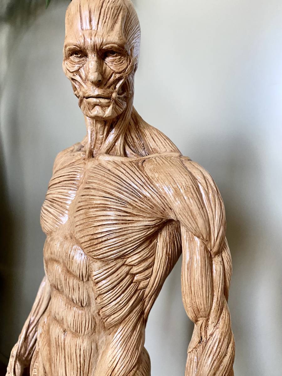 ANATOMY FIGURE アナトミー フィギュア 人体模型 彫刻 美術解剖学