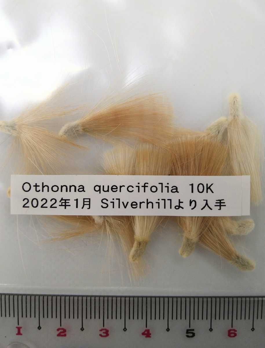 多肉植物 塊根植物 種子 Othonna 結婚祝い オトンナ クエルシフォリア 10粒 quercifolia