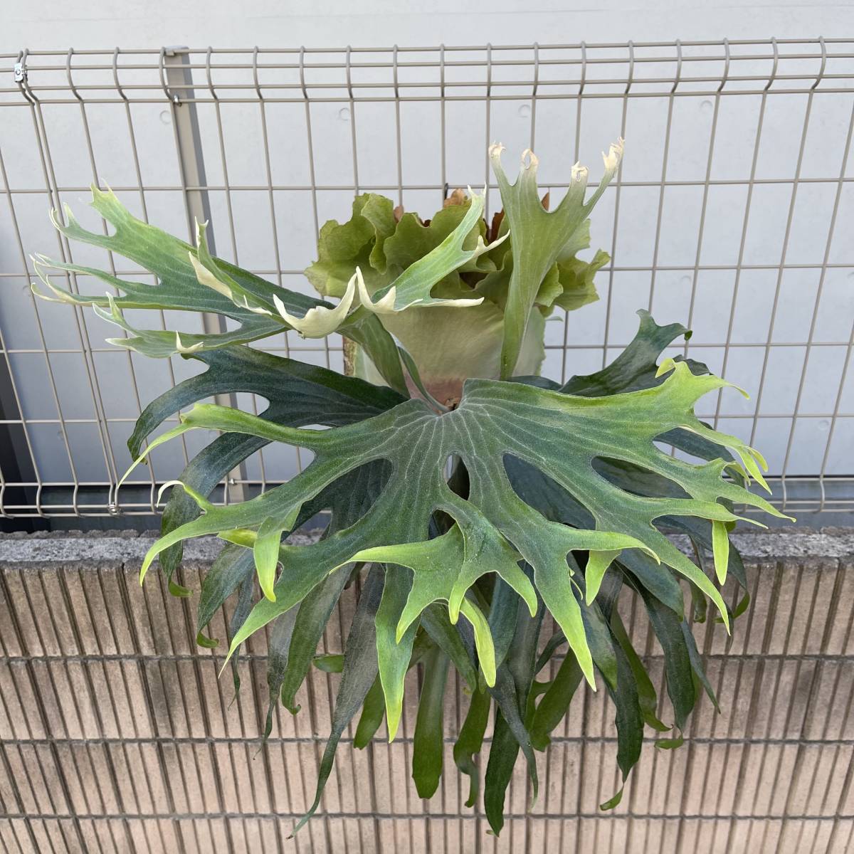 まとめ買い歓迎 P Maseratti Platycerium ビカクシダ コウモリラン 当日出荷 Qualityup Com Ec まとめ買い歓迎 P Maseratti Platycerium ビカクシダ コウモリラン 当日出荷 Qualityup Com Ec