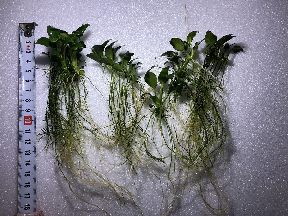 アヌビアスナナプチ5株セットADA 水中葉BIOみずくさの森陰性水草的詳細 