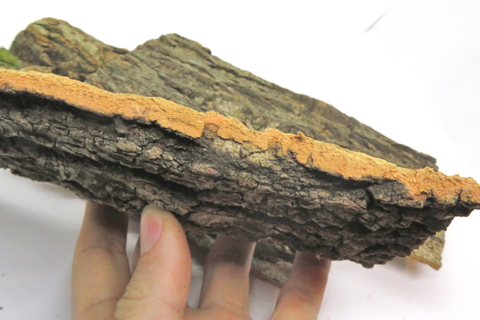 5枚セット　コルク樹皮　10×20ｃｍ（厚約8-10ｍｍ）洋蘭　原種　チランジア　エアープランツ　熱帯植物　ラン　コルク　樹皮　_画像3