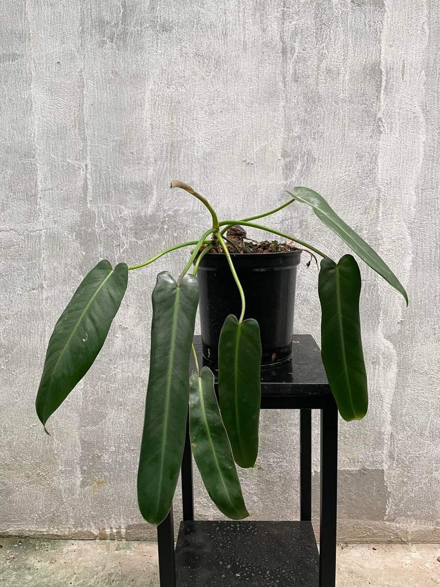 ヤフオク! - 非常希少Philodendron “Spiritus sa...