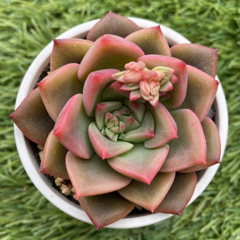 多肉植物 ぼの交配 ロメオ×サブコリンボサラウ030赤 euradria.wayt.dev