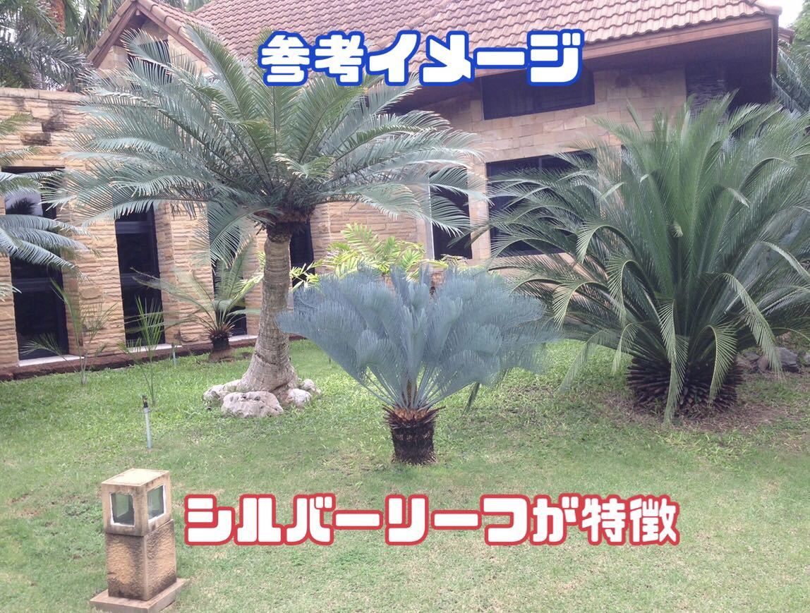 ヤフオク! - 大株 サイカスカイルンシアナ Cycas Cairnsiana...