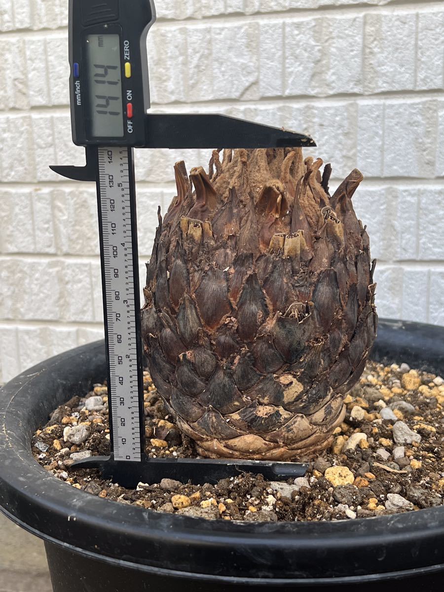 ☆大株☆ サイカスカイルンシアナ Cycas Cairnsiana ベアルート ☆大株☆ サイカスカイルンシアナ Cycas Cairnsiana ベアルート