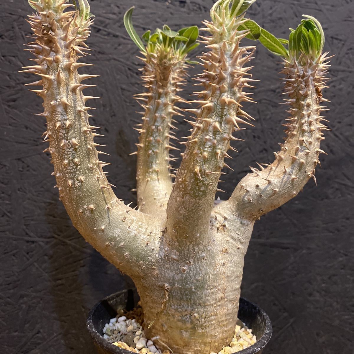 Pachypodium horombense パキポディウム ホロンベンセ 特選株