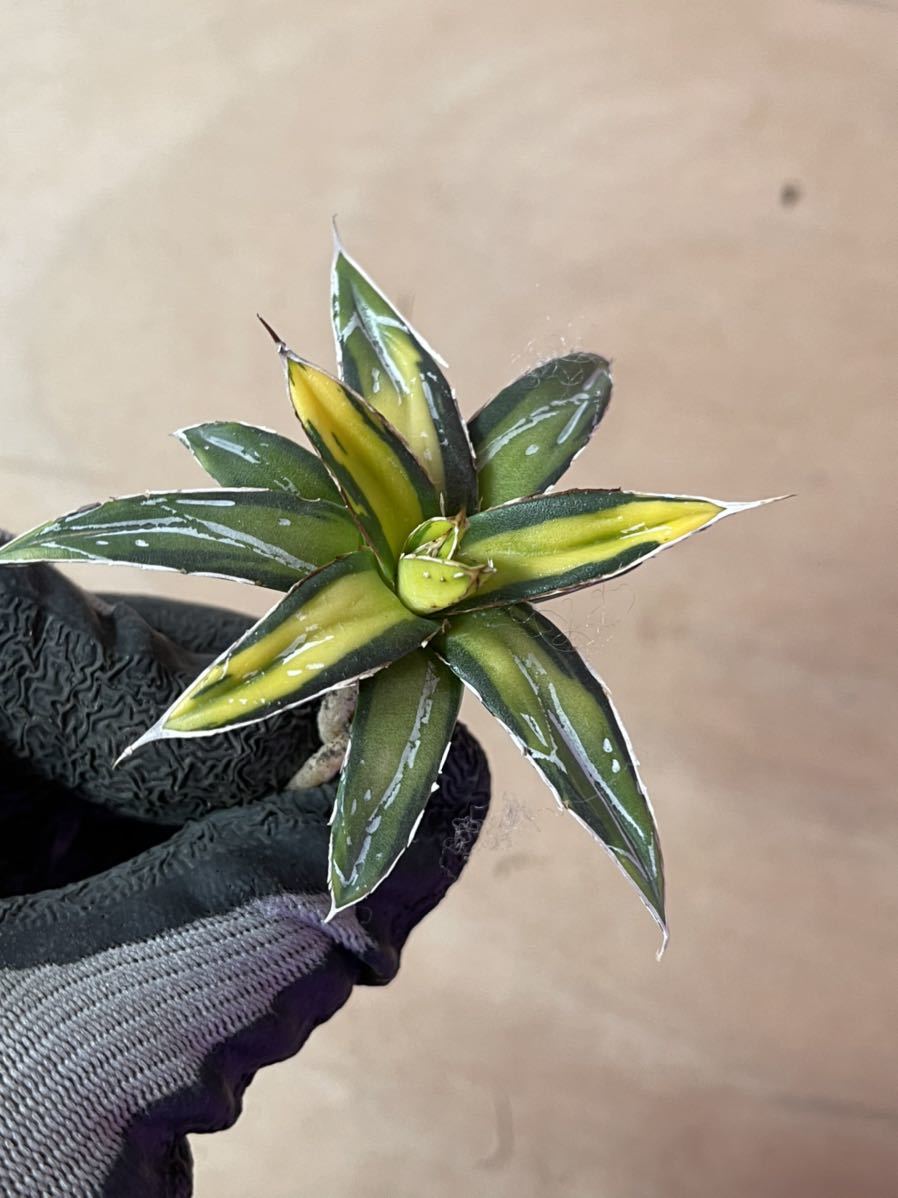 多肉植物 アガベ 笹の雪サンキング 多肉植物 アガベ 笹の雪サンキング