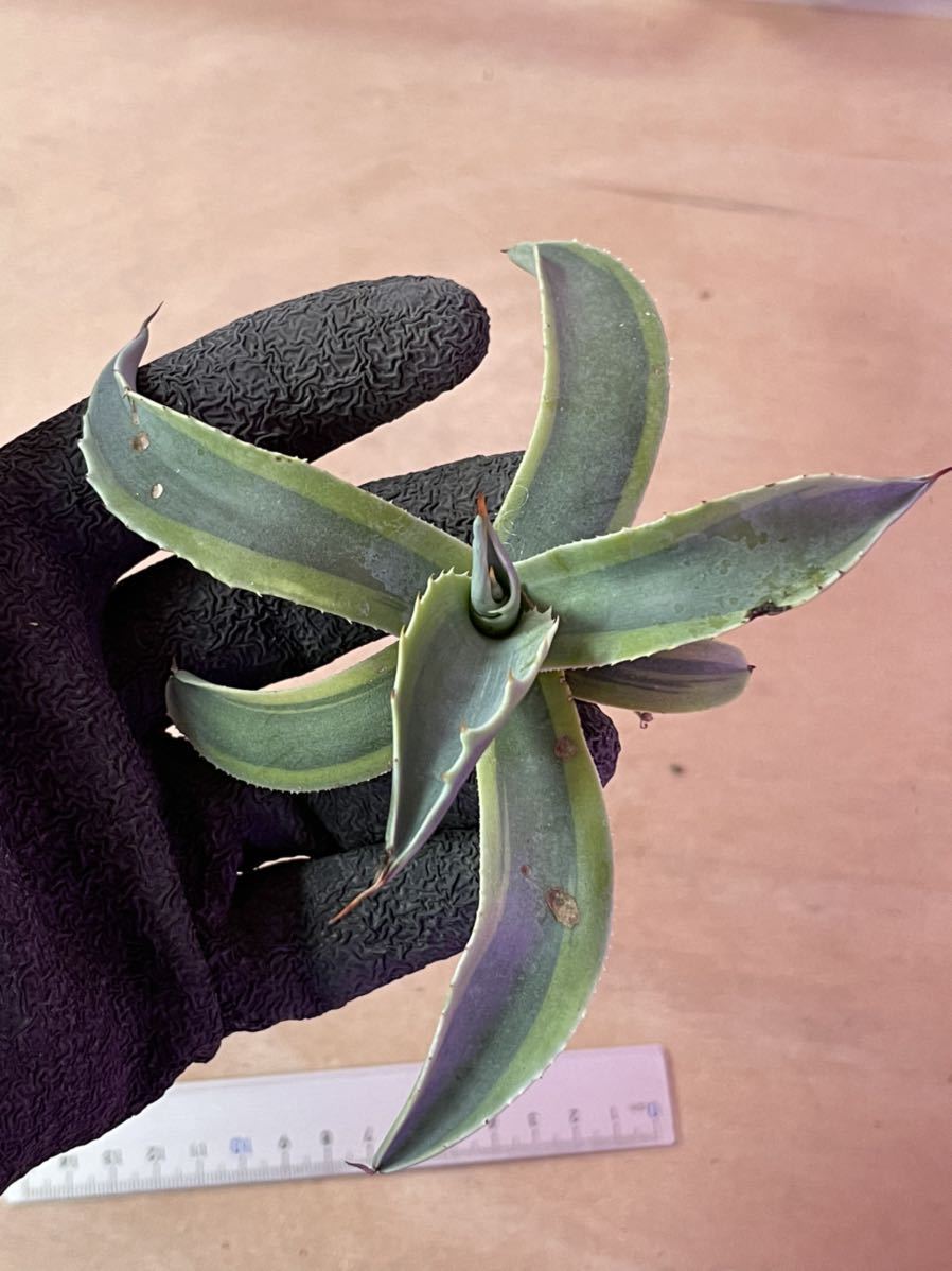 多肉植物 アガベ オバティフォリア オルカ Agave ovatifolia Orca 稀少