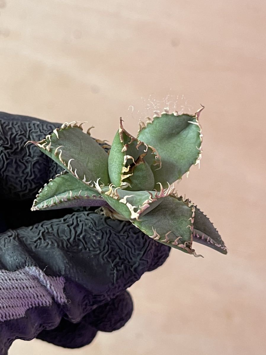 多肉植物アガベ チタノタ フィリグリー 圓葉拇指小株 ic.sch.id