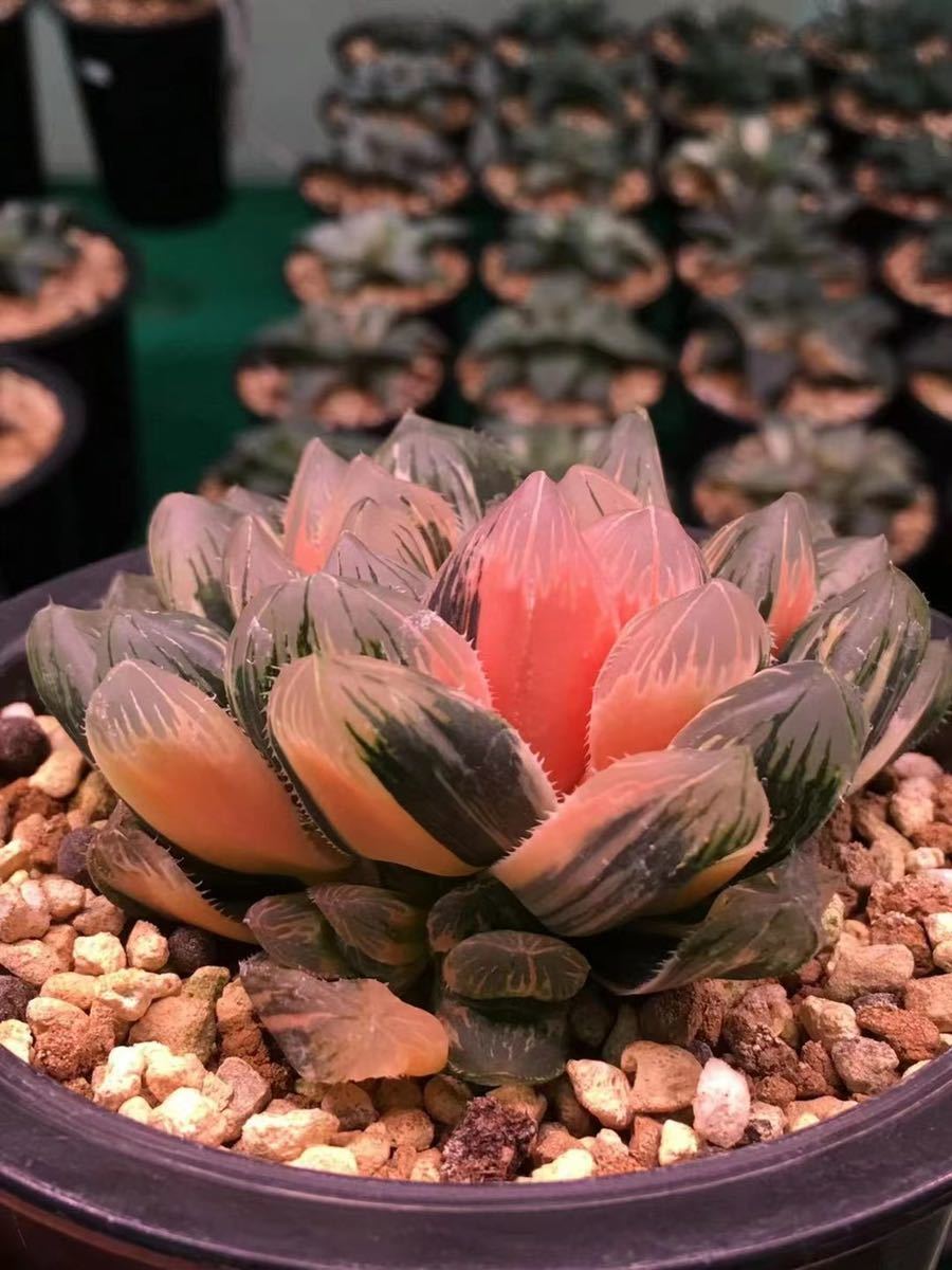 Yahoo!オークション - 多肉植物 ハオルチア 赤い鳥 子株 Yahoo!オークション - 多肉植物 ハオルチア 赤い鳥 子株