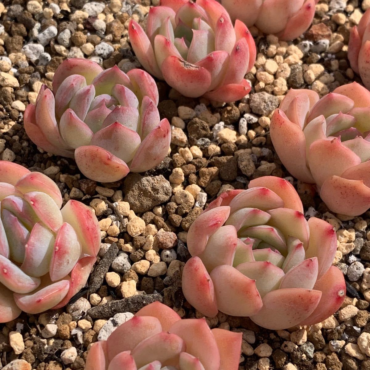 多肉植物 韓国苗 カット苗 スリョン|Yahoo!フリマ(旧PayPay 多肉植物 韓国苗 カット苗 スリョン|Yahoo!フリマ(旧PayPay