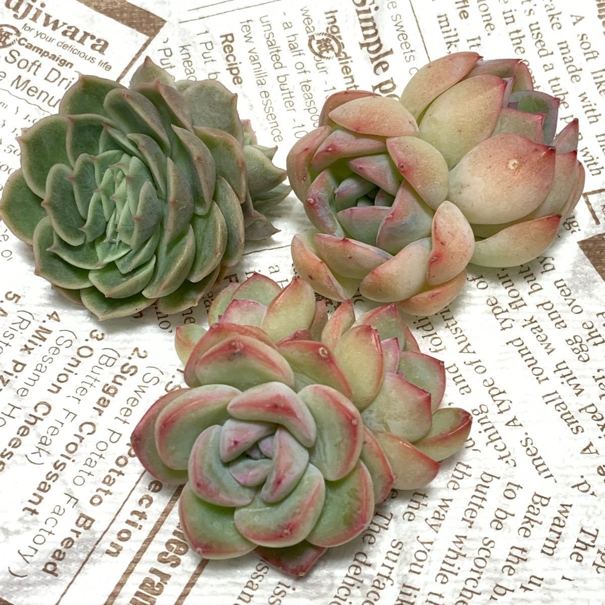多肉植物カット苗 韓国苗 群生セット 新品種スリョンhyb アマビレ オウンスロー 003
