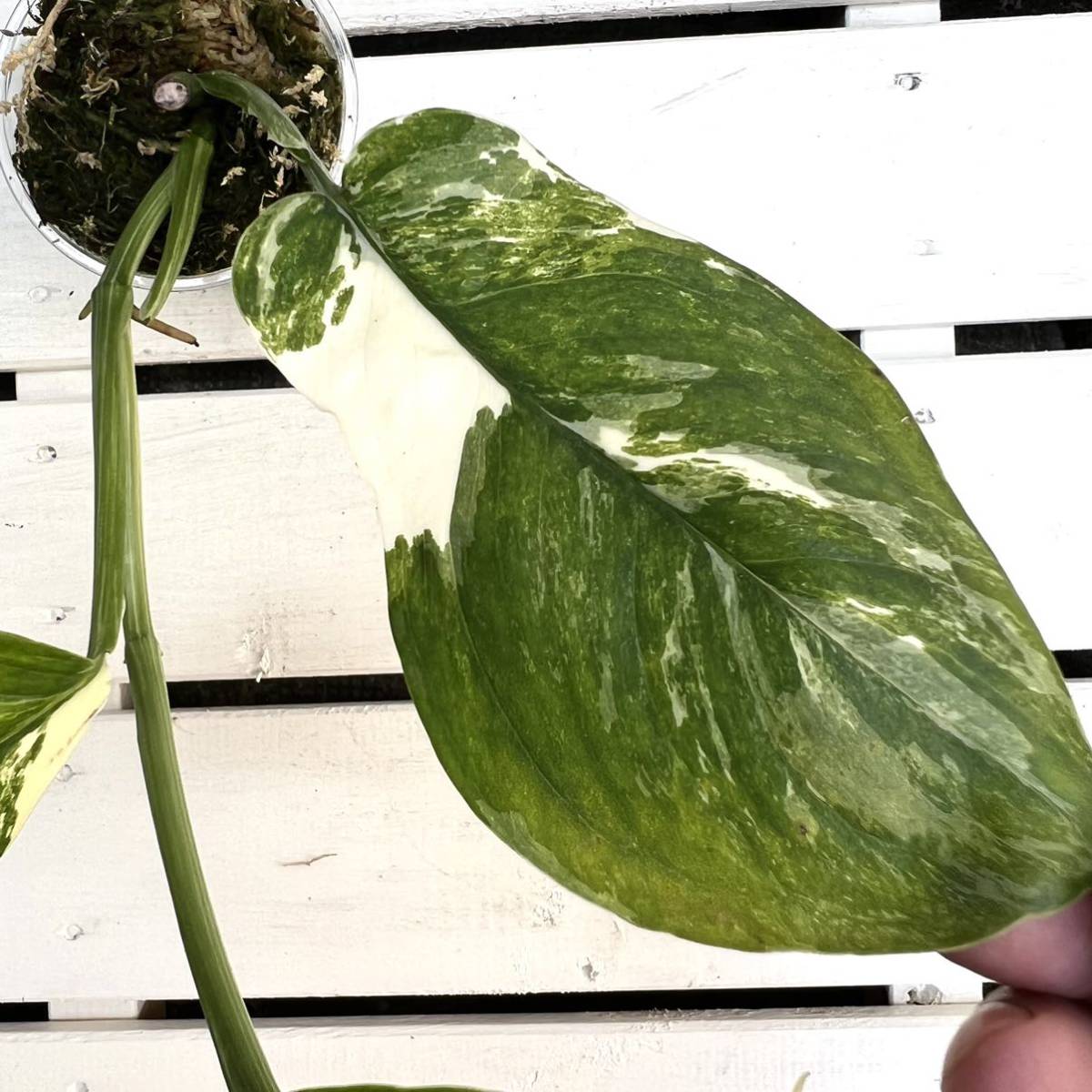 KhK》【レア】 Monstera lechleriana variegata モンステラ
