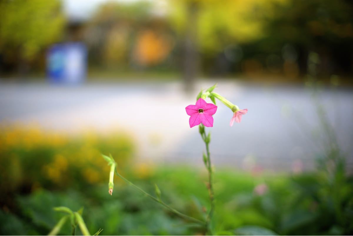 単焦点レンズ 35mm F1.4 Canon RFマウント フルサイズ対応 単焦点レンズ 35mm F1.4 Canon RFマウント フルサイズ対応