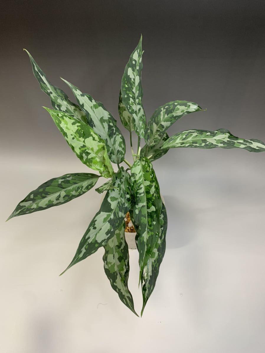 アグラオネマピクタム【Aglaonema pictum Aceh Sumatra island】macro