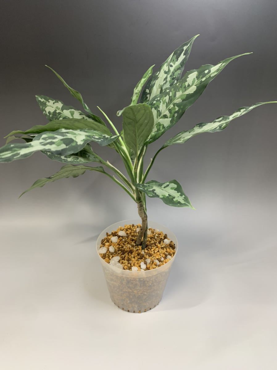 アグラオネマピクタム【Aglaonema pictum Aceh Sumatra island】macro