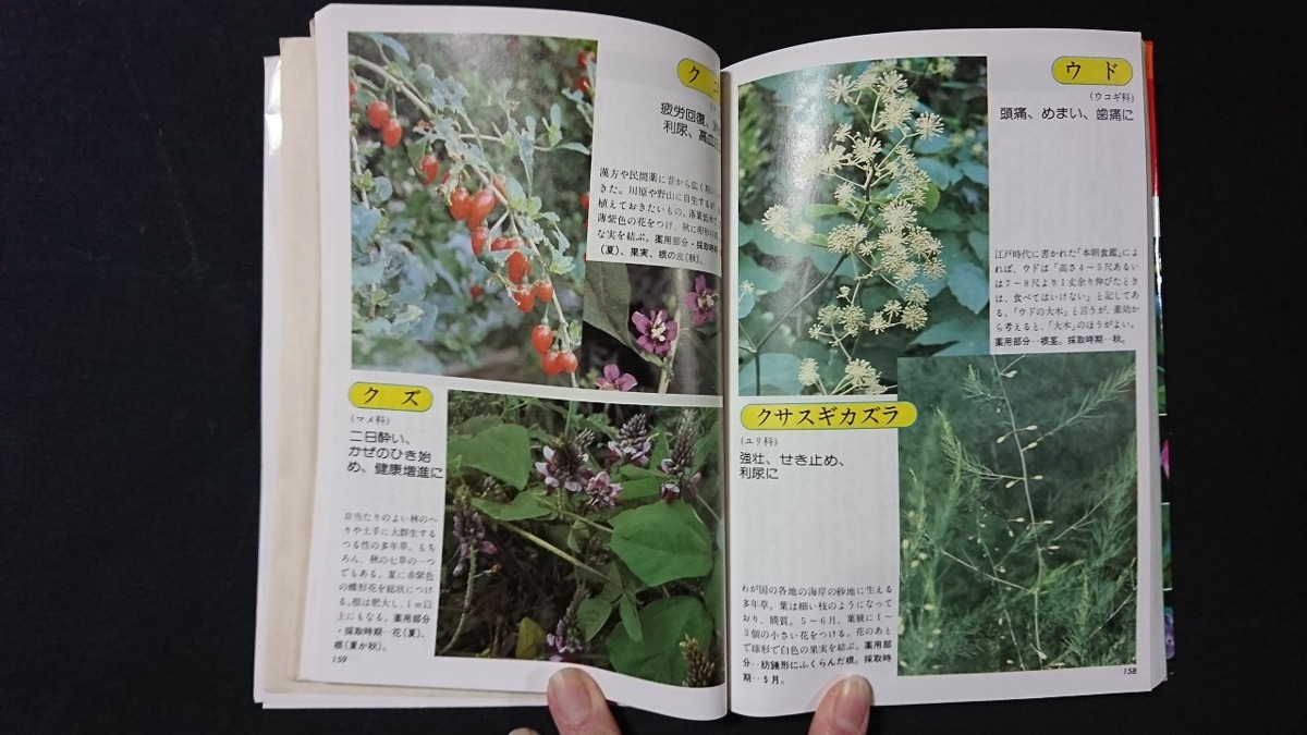 v* [ cotton plant .. health ] separate volume . close . equipped, effectiveness .. certainly . medicinal herbs color illustrated reference book work /.. one man ... . company Showa era 53 year old book /A13