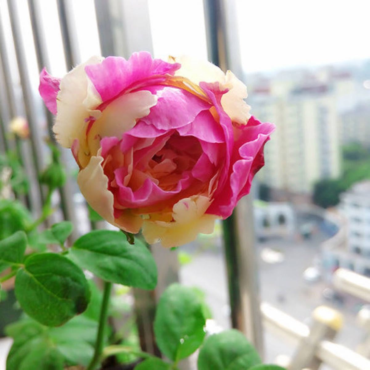 和薔薇 挿し苗木(¥9,800) www.site.epmurca.edu.pt