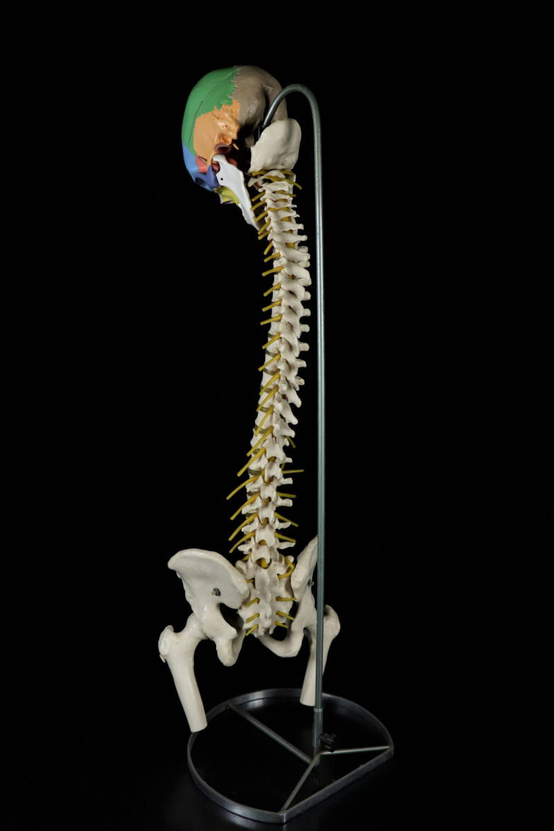 現状品 人体模型 脊髄骨盤模型 骨格標本 背骨 整体院 接骨院 骨格