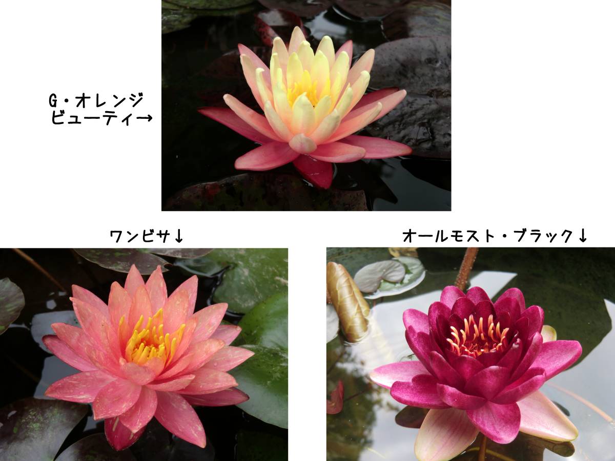 日本最大のブランド 温帯睡蓮 3品種セット 激安人気新品 スイレン苗