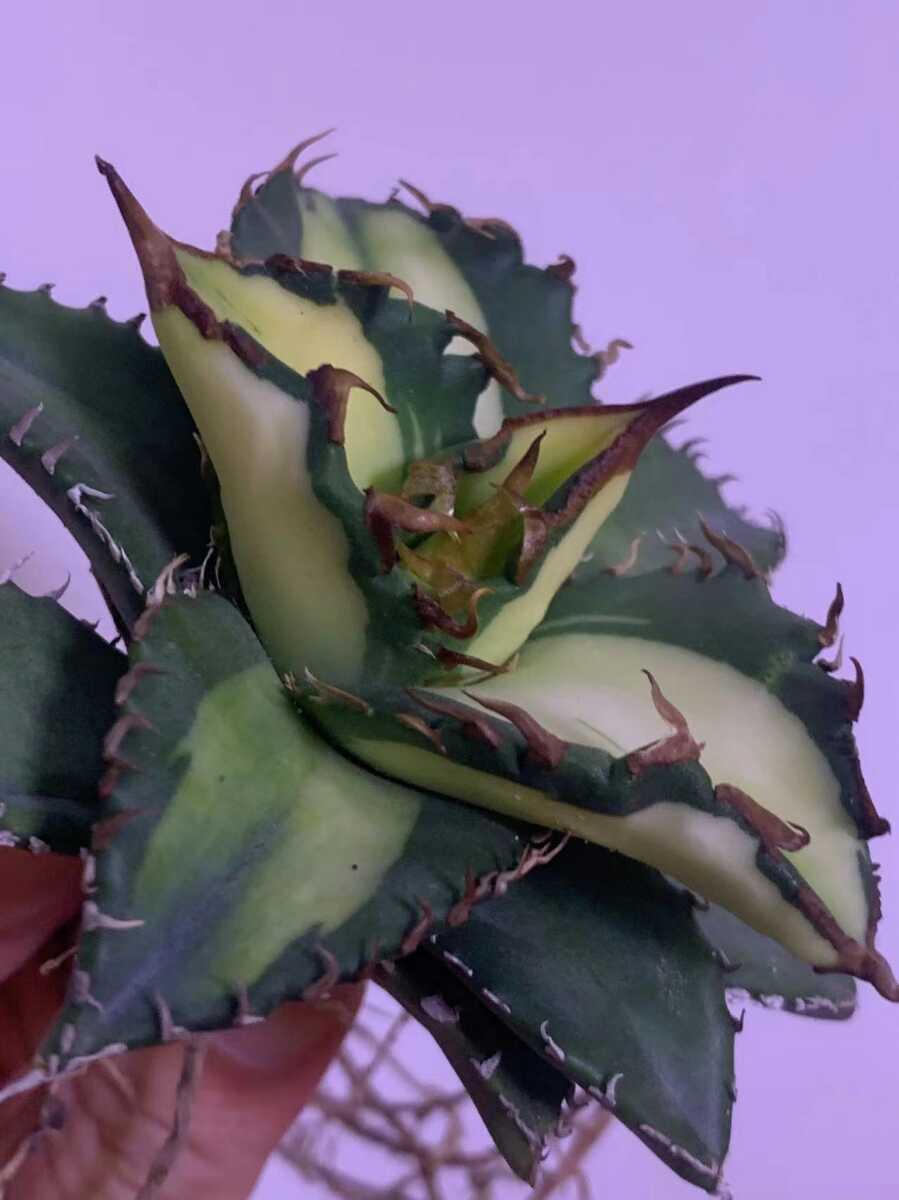 多肉植物 アガベ 【選抜株 】チタノタ 厳選斑入り美株 | monsterdog.com.br