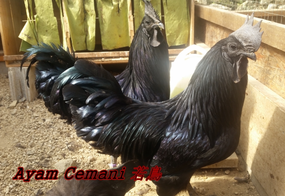 Yahoo!オークション - 幻の鶏”アヤム・セマニ ” Ayam Cemani 有 Yahoo!オークション - 幻の鶏”アヤム・セマニ ” Ayam Cemani 有