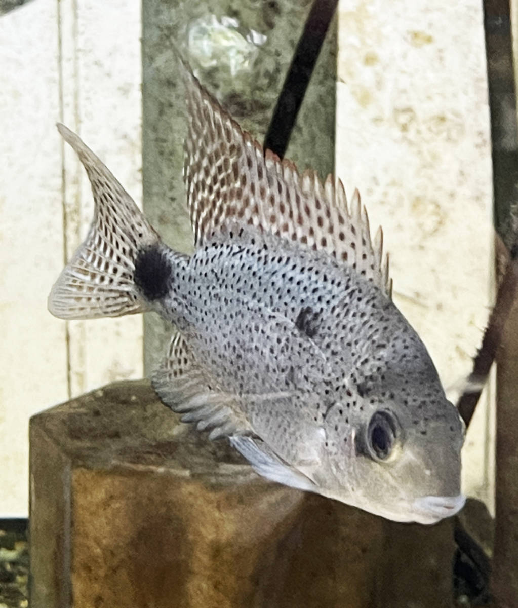 白銀の女王！★★★ ヴィエジャアルゲンティア ★★★ 生体 幼魚 アメリカンシクリッド 鑑賞魚 熱帯魚 淡水魚 中型 中米 メキシコ