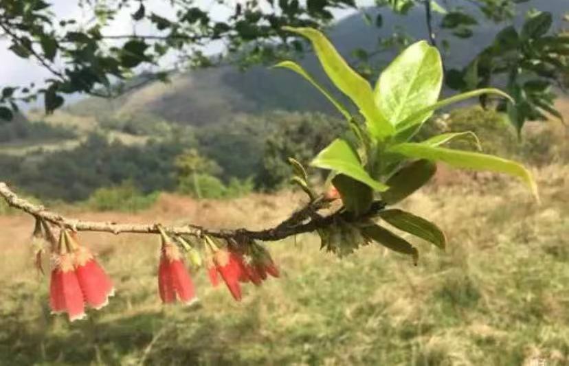 アガペテス Agapetes Hosseana 塊根植物 熱帯植物 原種 Www Jozefschoolarnhem Nl アガペテス Agapetes Hosseana 塊根植物 熱帯植物 原種 Www Jozefschoolarnhem Nl