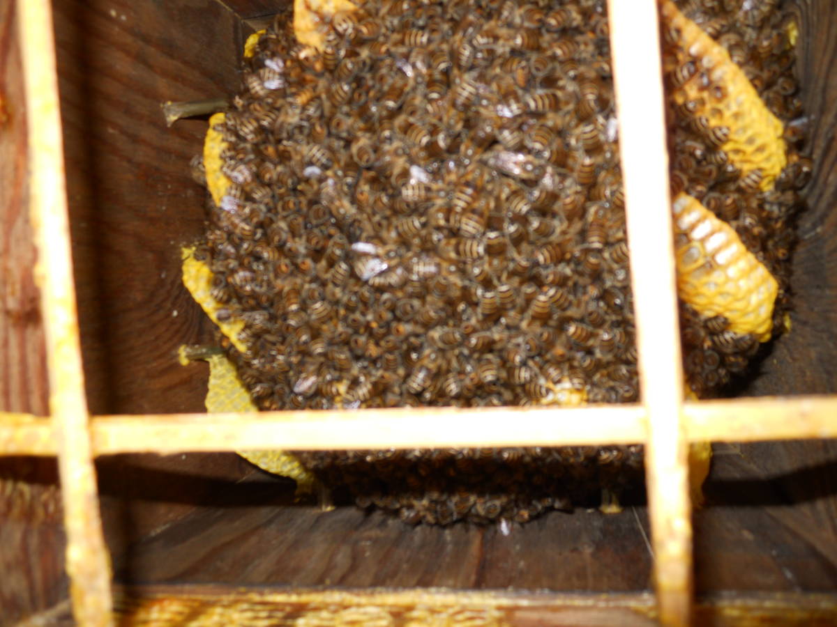 日本蜜蜂(ニホンミツバチ)重箱式待ち箱(巣箱)3段箱