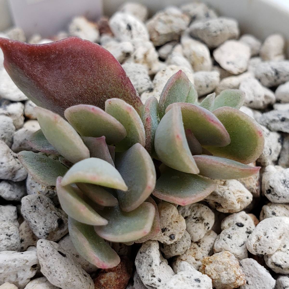 多肉植物 エケベリア属 毒リンゴ 葉挿し苗 サボテン 売買されたオークション情報 Yahooの商品情報をアーカイブ公開 オークファン Aucfan Com 多肉植物 エケベリア属 毒リンゴ 葉挿し苗 サボテン 売買されたオークション情報 Yahooの商品情報をアーカイブ公開 オークファン Aucfan Com