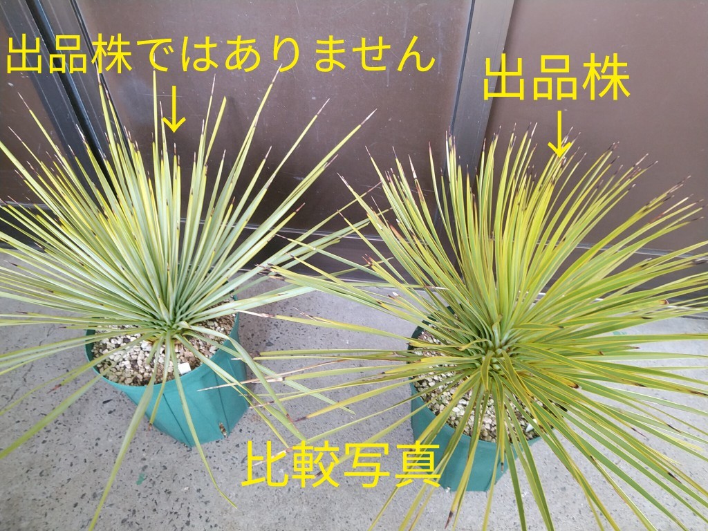 ユッカ トンプソニアーナ (ペコス産) 黄緑色個体 Yucca thompsoniana
