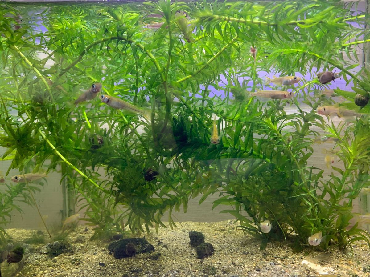 40本20cm以上 無農薬アナカリス(オオカナダモ)餌水草金魚草金魚藻 - 水草