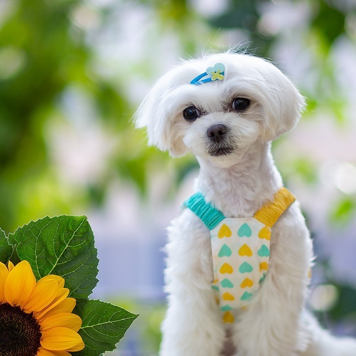 220 犬服 ドッグウェア ペット服 小型犬 S ハート キャミ ワンピース おしゃれ 犬用 インスタ