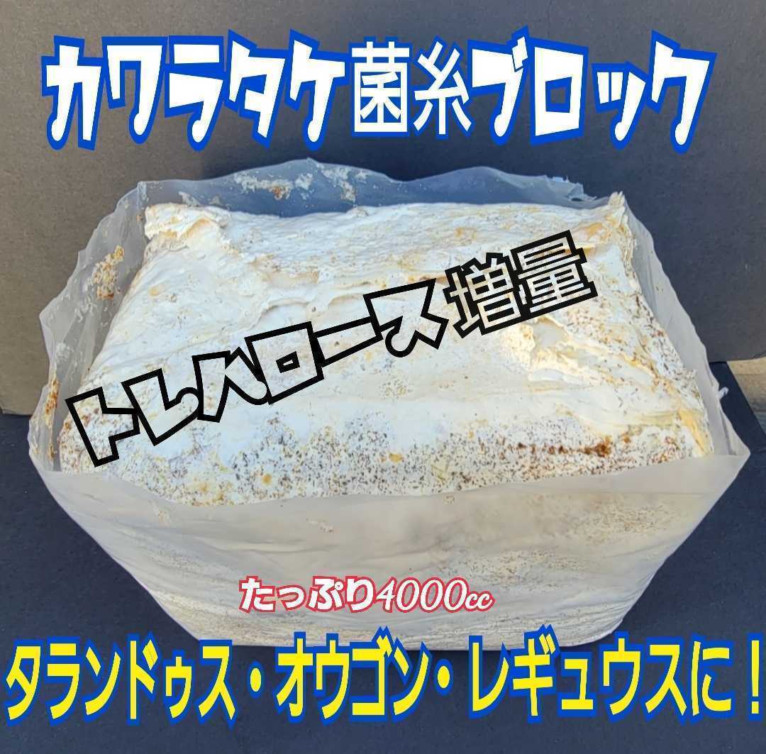 送料無料！極上☆カワラ菌糸ブロック 4000cc クヌギ１００％・1番菌のみ使用 タランドゥスやオウゴンオニクワガタ、レギウスの大型化に抜群_画像2