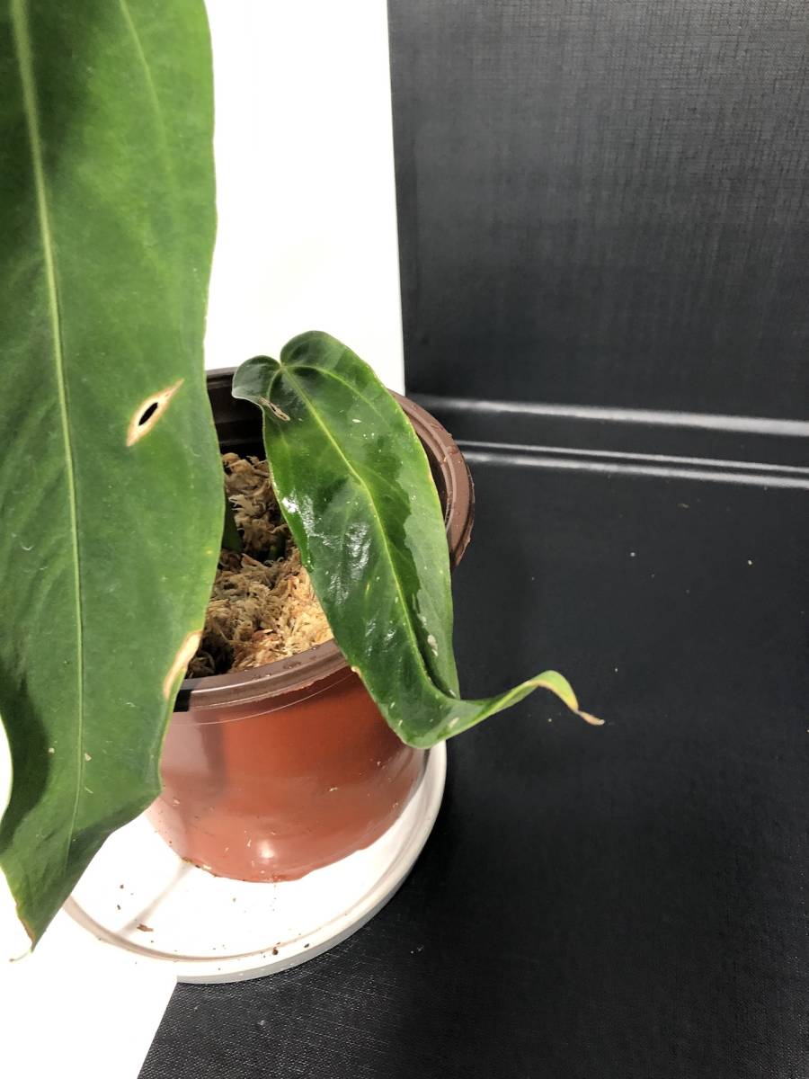 アンスリウム ワロクアーナム エスメラルダ | Anthurium Warocqueanum