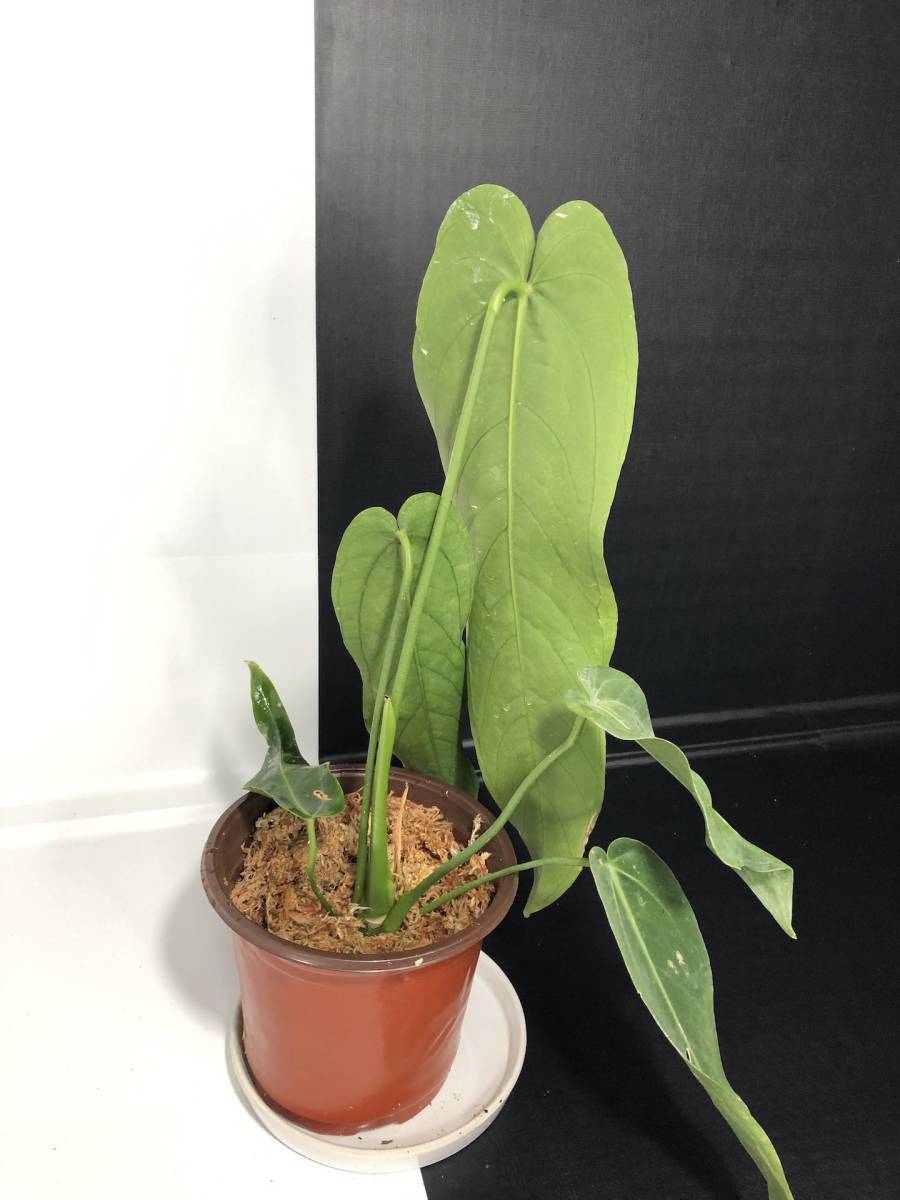 アンスリウム ワロクアーナム エスメラルダ | Anthurium アンスリウム ワロクアーナム エスメラルダ | Anthurium