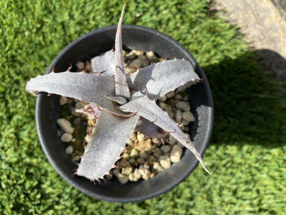 Dyckia braunii Rauh seedling ディッキア ブラウニー 国内実生株 ic