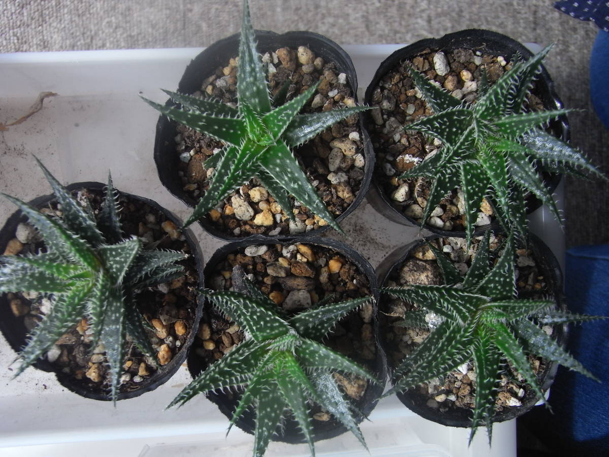 デンティティ　小型アロエ　アロエ　多肉植物　サボテン　観葉植物　　５個セット_画像1