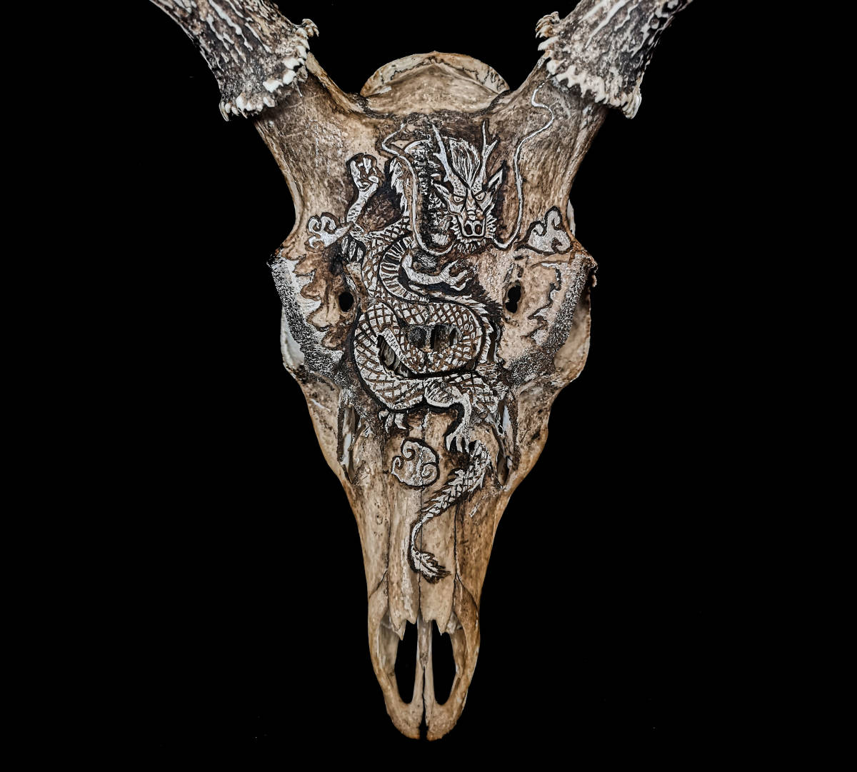日本鹿 竜の彫り物 頭蓋骨 アート オブジェ ハンティング・トロフィー