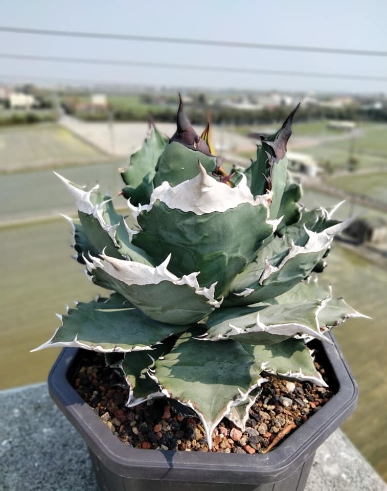28 ホワイトファイヤー 白火焔 白炎 アガベ チタノタ Agave Titanota