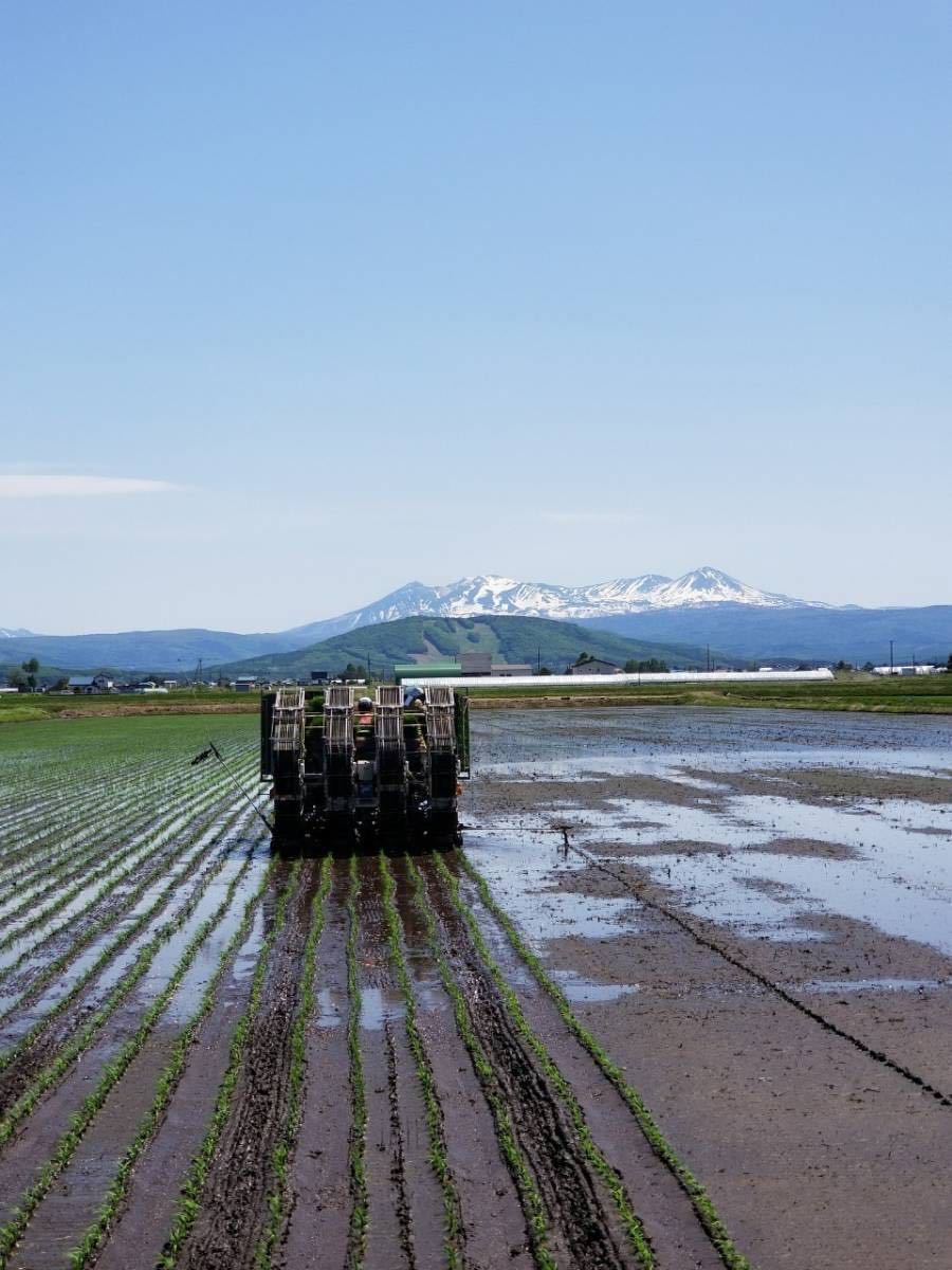 新米　農家直送　令和3年産　北海道　安田農場産 一等米　ななつぼし 10kg精米_画像6