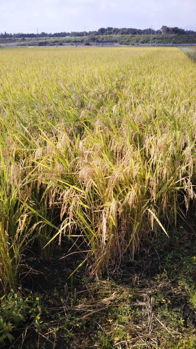 もち米・1Kg 農家直送 減農薬 防虫剤不使用 体にやさしいもち米です。送料無料40319_画像3
