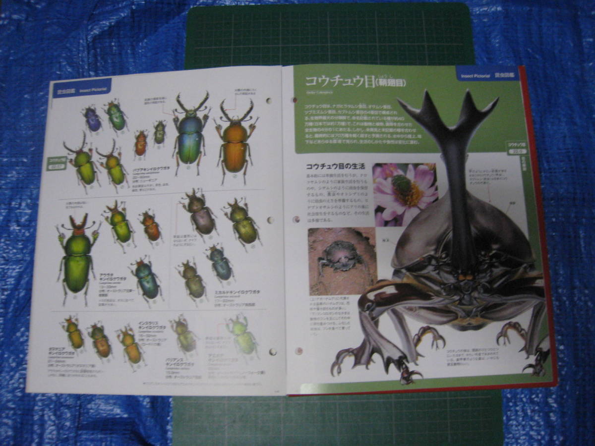 世界の昆虫　DATA BOOK　1巻　ニジイロクワガタフィギュア付　デアゴスティーニ_画像6
