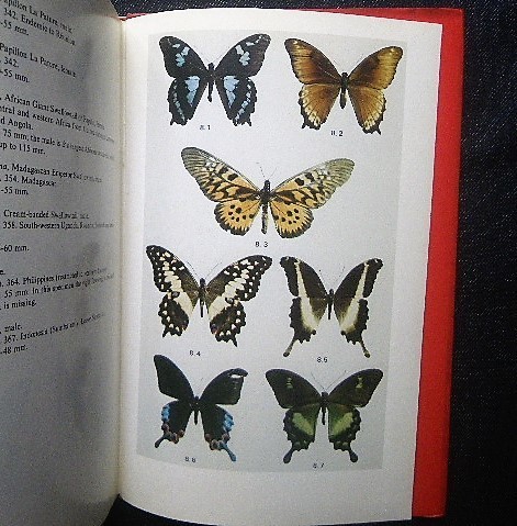 butterfly *chou.... kind red list foreign book Swaro u tail * butterfly Threatened Swallowtail Butterflies raw .* specimen insect .age is butterfly .