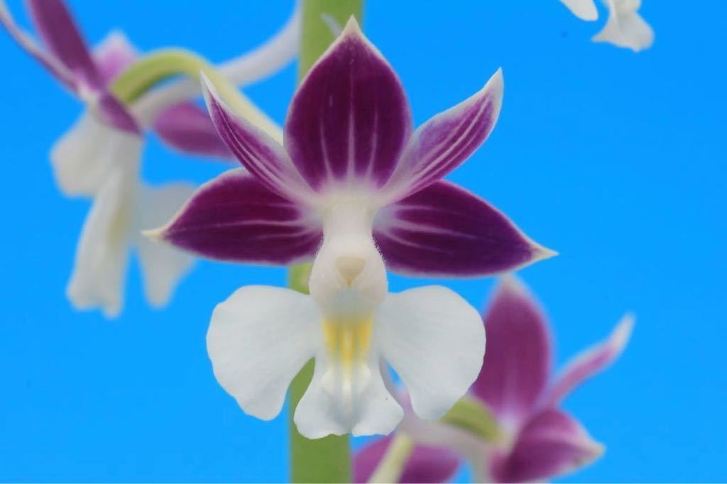 ☆寿峰苑☆「神の嵐」人気ニオイ系濃紫花 花予想/// えびね らん エビネ ラン カランセ エビネラン 春蘭 寒蘭 山野草 野生蘭///
