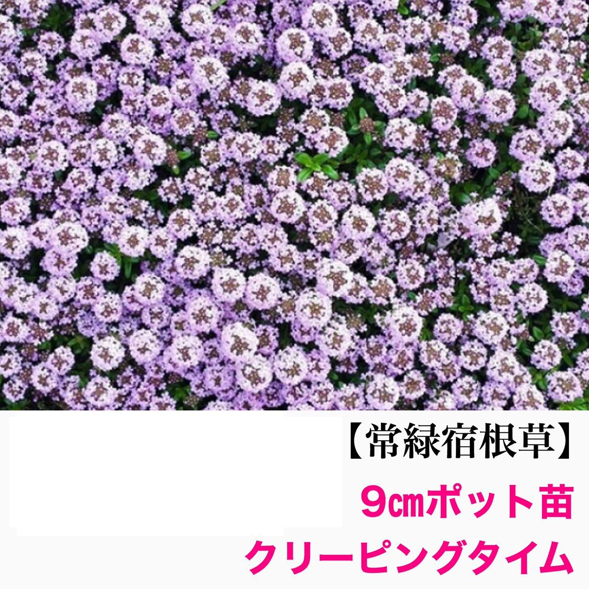 セール品 クリーピングタイム 40個 9 ポット 土付抜き苗 7 5 ポット68個相当 ロンギカウリス グランドカバー 雑草対策 多年草 宿根草 ハーブ コンビニ受取対応商品 Firstclasseventos Com Br セール品 クリーピングタイム 40個 9 ポット 土付抜き苗 7 5 ポット68個相当 ロンギカウリス グランドカバー 雑草対策 多年草 宿根草 ハーブ コンビニ受取対応商品 Firstclasseventos Com Br