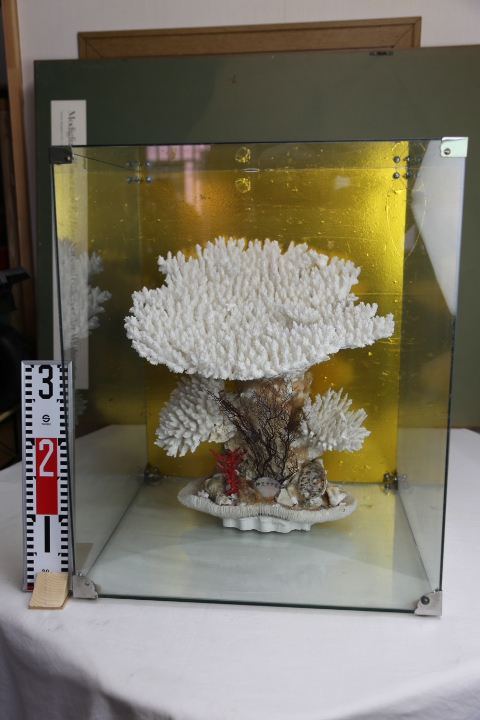9800 円 春早割 天然サンゴ（ケース付き） 科学、自然 sinirube.go.cr