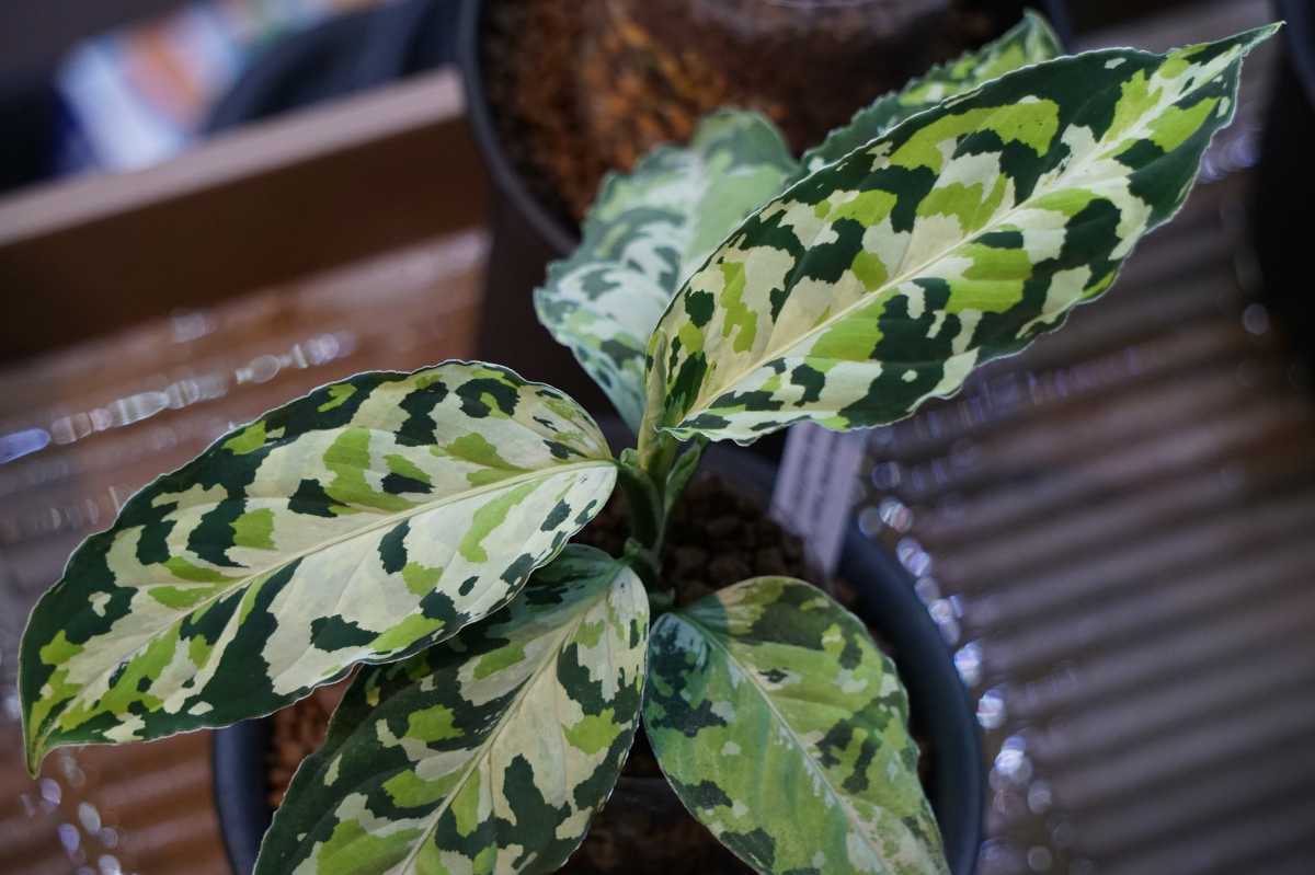 アグラオネマ ピクタム ラプラス 箱 Aglaonema Pictum Laplace UC From