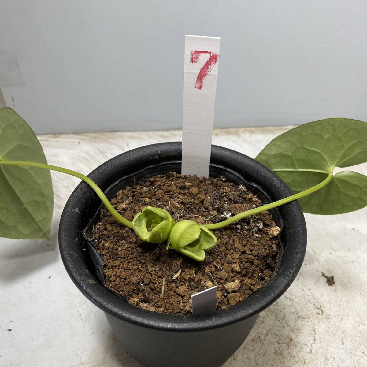 Yahoo!オークション - 【山野草】寒葵 カンアオイ 7 コシノ Yahoo!オークション - 【山野草】寒葵 カンアオイ 7 コシノ
